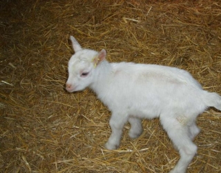  Educational farm and baby animals 